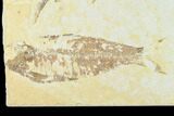 Pair of Fossil Fish (Knightia) - Green River Formation #126564-1